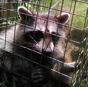 raccon