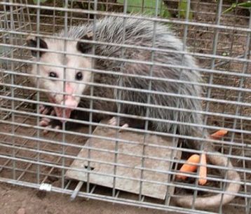 opossum